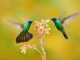 colibrí