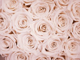 descubre por qué las rosas son tan románticas