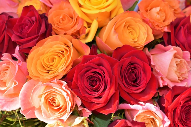 mira por qué las rosas son tan románticas