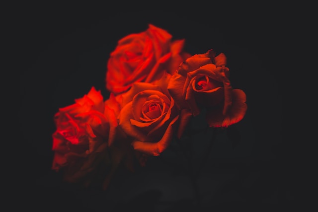 todo para saber por qué las rosas son tan románticas